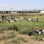 Maior fazenda leiteira do Brasil, a Colorado (SP) mantém liderança em 2025 e destaca o papel das políticas públicas no avanço da pecuária leiteira.