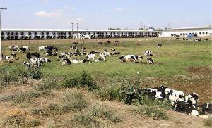 Maior fazenda leiteira do Brasil, a Colorado (SP) mantém liderança em 2025 e destaca o papel das políticas públicas no avanço da pecuária leiteira.