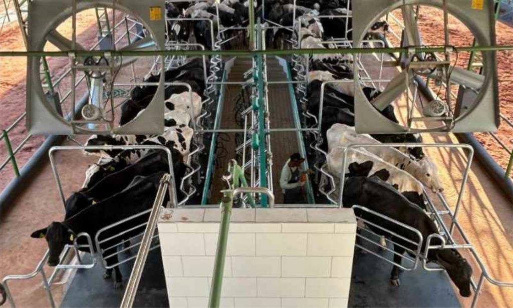 🐄 Pecuária tropical: Verdana quer liderar genética e produção de leite