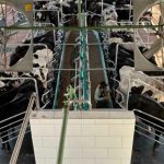 🐄 Pecuária tropical: Verdana quer liderar genética e produção de leite