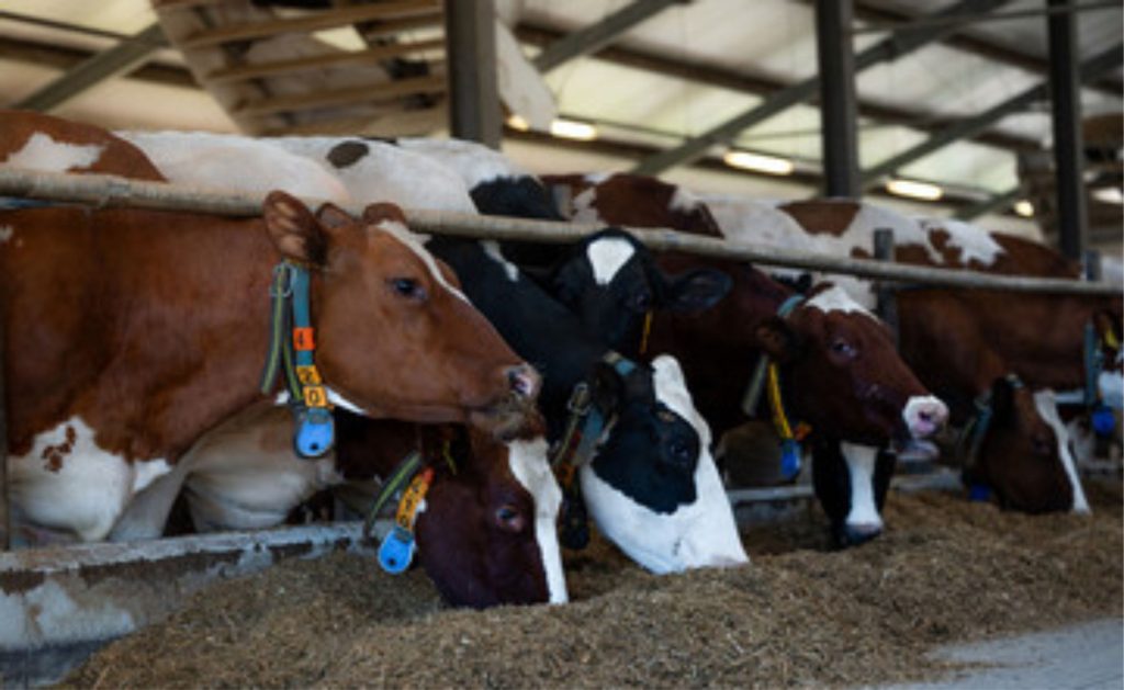🚜 Paraná fortalece cadeia láctea com centro de capacitação em Castro