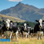 Para os participantes do setor leiteiro global, a Nova Zelândia oferece lições valiosas sobre como equilibrar o crescimento explosivo com a sustentabilidade prática, sem ceder a narrativas que ignoram a realidade do campo.