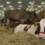 Campos Gerais mantêm liderança na produção de leite do Brasil, mostra IBGE.