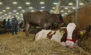 Campos Gerais mantêm liderança na produção de leite do Brasil, mostra IBGE.