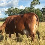 Controle leiteiro da Empaer comprova potencial do Sindi e de seu cruzamento.