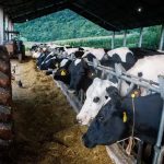 Escala cresce, pequenos saem: o retrato do leite no RS em 2025