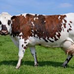 🧀 Raça Normande alia produção de leite para queijos finos e carne marmorizada, consolidando-se como referência mundial em dupla aptidão.