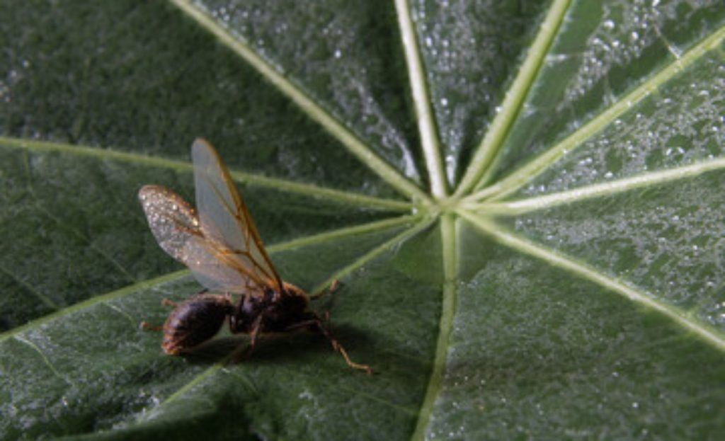 🌎🐜 De Caçapava para o mundo: queijo com formiga brilha em concursos