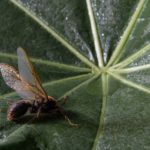 🌎🐜 De Caçapava para o mundo: queijo com formiga brilha em concursos