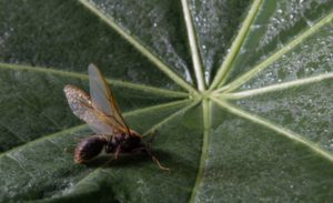 🌎🐜 De Caçapava para o mundo: queijo com formiga brilha em concursos