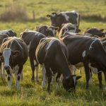Segundo Fedeleche, com dados da Odepa, a recepção nacional de leite cru subiu 8,1% até julho, somando 1,22 bilhão de litros no Chile.