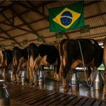 📊 Produção de leite cresce 1,4% em 2024 e movimenta R$ 87,5 bi no Brasil, aponta o IBGE.