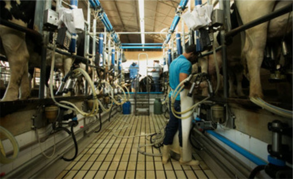 Produtores do RS lucram com terceira ordenha: saiba como 🐄📈