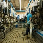 Produtores do RS lucram com terceira ordenha: saiba como 🐄📈