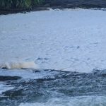 Rio Capivari amanhece branco e com espuma em SC. Fábricas de laticínios são suspeitas de despejar soro e produtos químicos.