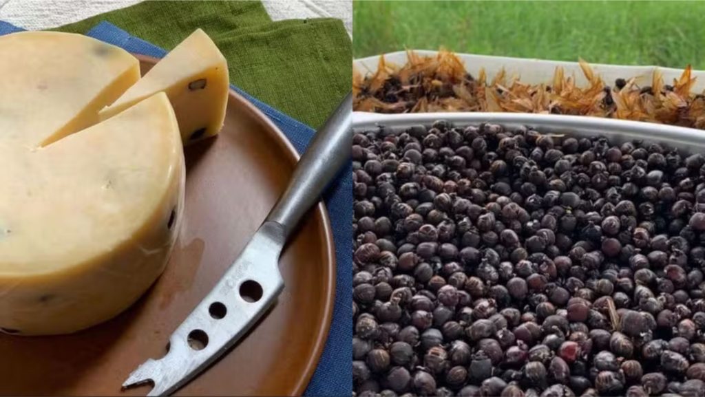 Queijo feito com formiga no interior de SP é premiado internacionalmente — Foto: Arquivo Pessoal