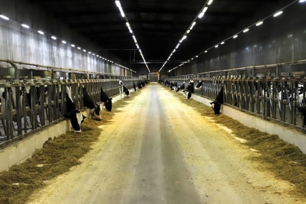 Conheça a fazenda de SP que mais produz leite no Brasil