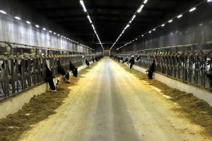 Conheça a fazenda de SP que mais produz leite no Brasil