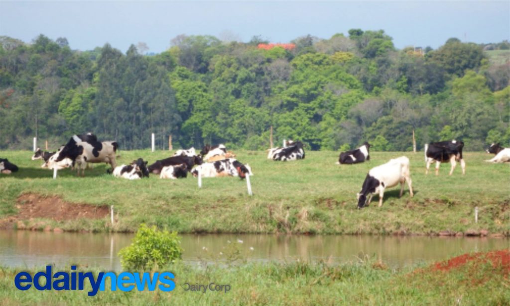 Cuba absorveu 76,7% das exportações lácteas gaúchas em 2024, enquanto o Uruguai respondeu por 97,1% das importações. RS