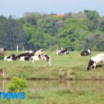 Cuba absorveu 76,7% das exportações lácteas gaúchas em 2024, enquanto o Uruguai respondeu por 97,1% das importações. RS