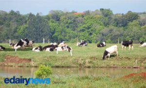 Cuba absorveu 76,7% das exportações lácteas gaúchas em 2024, enquanto o Uruguai respondeu por 97,1% das importações. RS