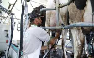 🚜 Poço Redondo, Porto da Folha e Glória impulsionam o leite sergipano.