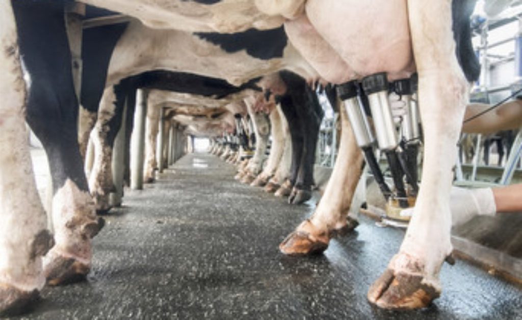 🌱 Governo injeta recursos e fortalece cadeia leiteira potiguar.