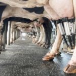 🌱 Governo injeta recursos e fortalece cadeia leiteira potiguar.