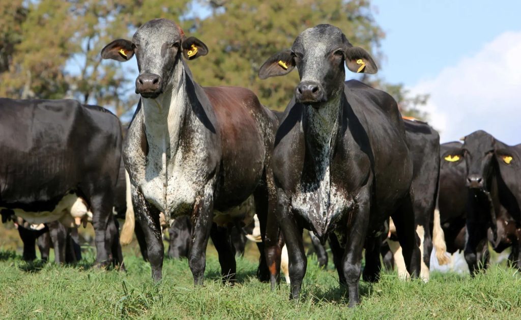 Pesquisa inédita vai identificar indicadores de excelência na criação de vacas Girolando e fortalecer a produção de leite no país.