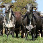 Pesquisa inédita vai identificar indicadores de excelência na criação de vacas Girolando e fortalecer a produção de leite no país.