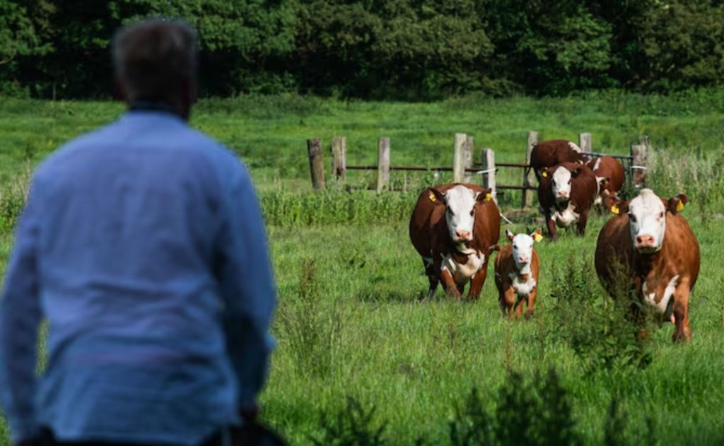 🐄 Gado sustentável? Dinamarca cria imposto climático inédito