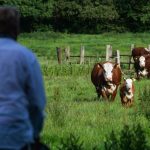 🐄 Gado sustentável? Dinamarca cria imposto climático inédito