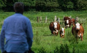 🐄 Gado sustentável? Dinamarca cria imposto climático inédito