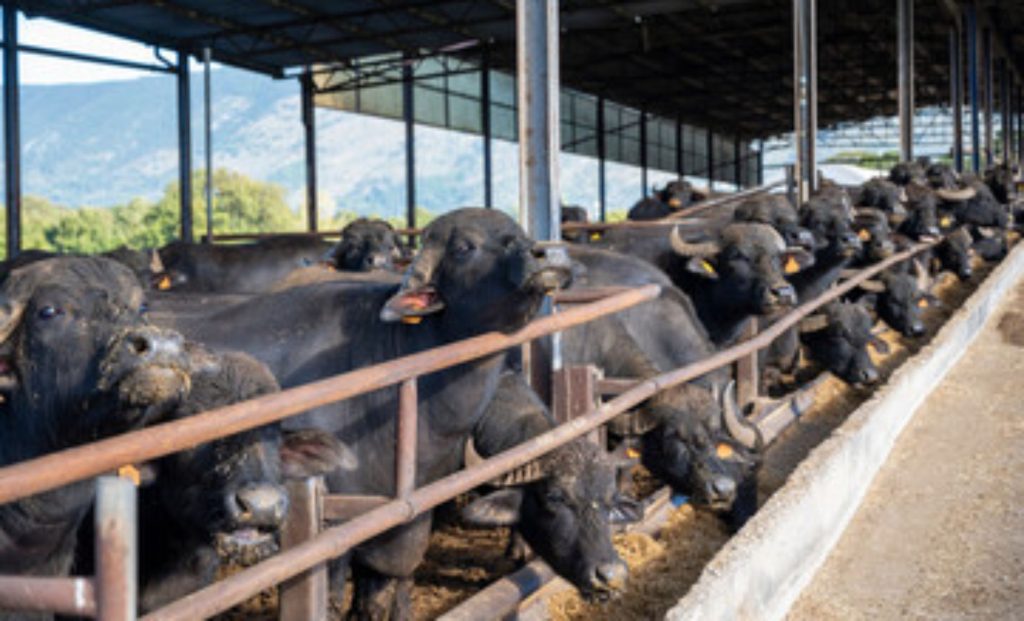 Com a Tirolez se juntando à Levitare, teremos uma ampliação significativa da divulgação dos produtos de búfala”