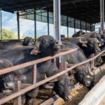 Com a Tirolez se juntando à Levitare, teremos uma ampliação significativa da divulgação dos produtos de búfala”