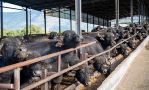 Com a Tirolez se juntando à Levitare, teremos uma ampliação significativa da divulgação dos produtos de búfala”