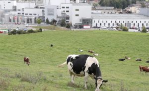 Nestlé sai da aliança global do metano, mas mantém meta de carbono zero.