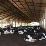 🎶🐮 Vacas saudáveis e música clássica: Danone transforma produção de leite
