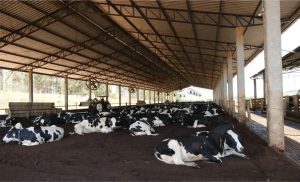 🎶🐮 Vacas saudáveis e música clássica: Danone transforma produção de leite