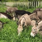 🐴 Leite de jumenta: ciência brasileira resgata tradição com inovação