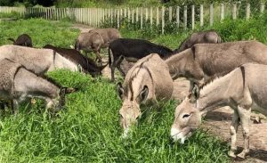 🐴 Leite de jumenta: ciência brasileira resgata tradição com inovação