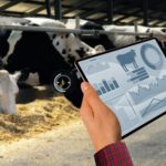 🐄 LeiteBem: app que aumenta em 25% a produção de leite em Goiás