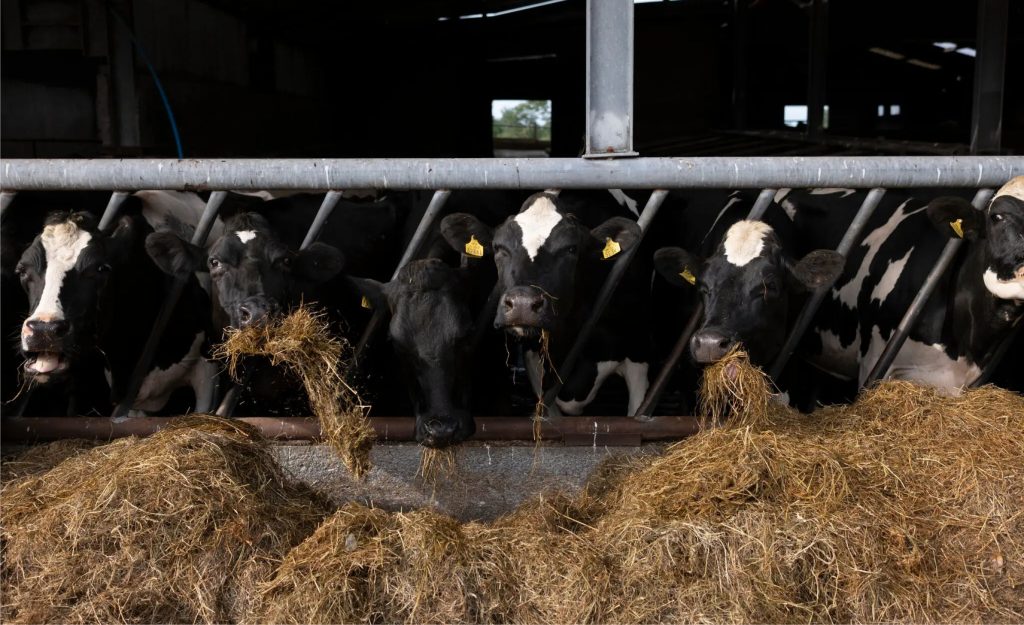 A aposta da Nestlé na China virou lição amarga para a Irlanda.