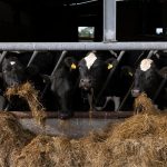 A aposta da Nestlé na China virou lição amarga para a Irlanda.