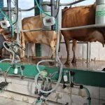 Produtividade cresce 165% em 10 anos, mesmo com menos vacas e produtores. Leite