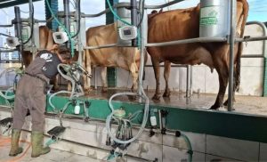Produtividade cresce 165% em 10 anos, mesmo com menos vacas e produtores. Leite