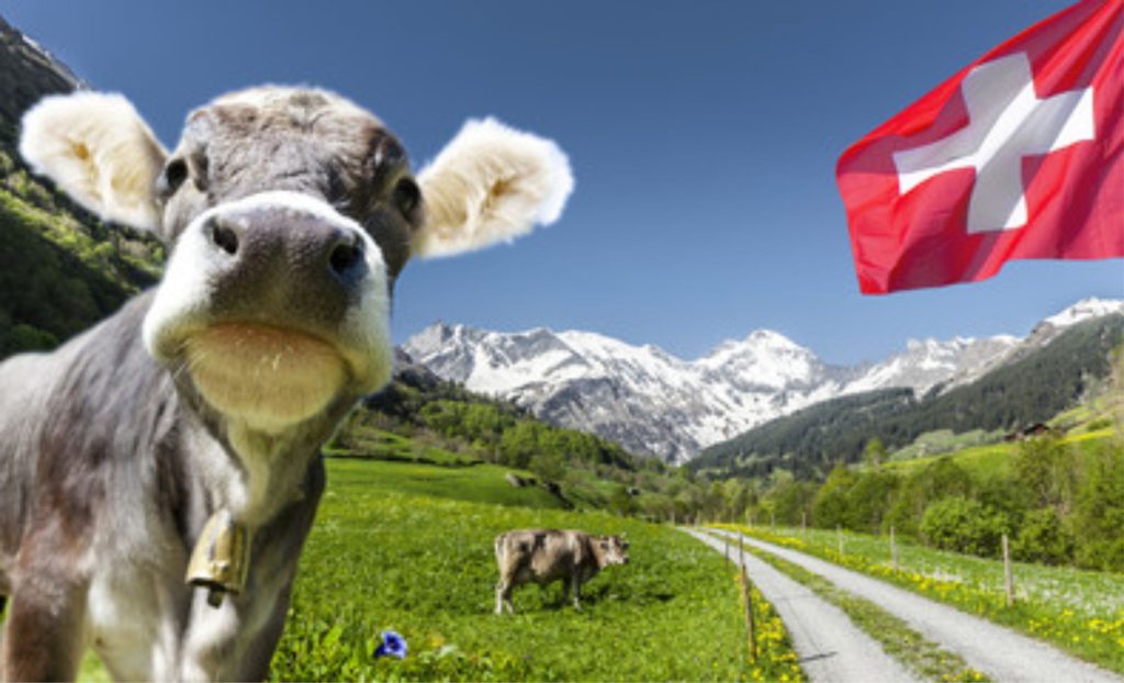 🐄 Tarifas dos EUA geram excedente de leite e ameaça de abates na Suíça.