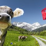 🐄 Tarifas dos EUA geram excedente de leite e ameaça de abates na Suíça.