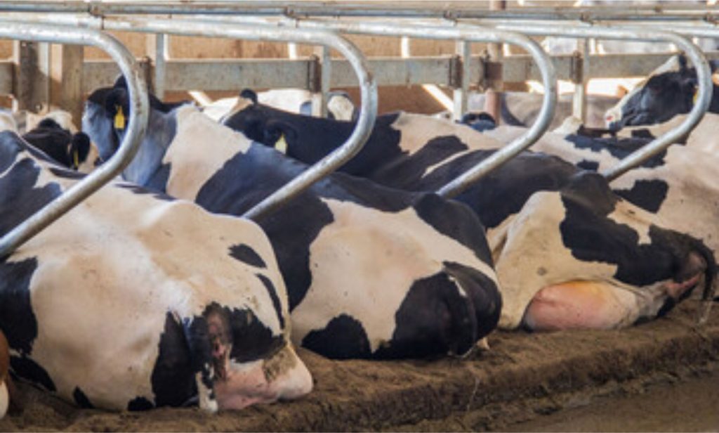 “É um paradoxo: estamos cheios de leite e ainda compramos carne de fora”, resumiu um analista do setor em reação à entrevista.