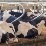 “É um paradoxo: estamos cheios de leite e ainda compramos carne de fora”, resumiu um analista do setor em reação à entrevista.